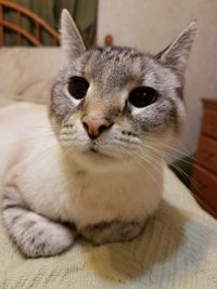 Close-up portrait of a cat at home