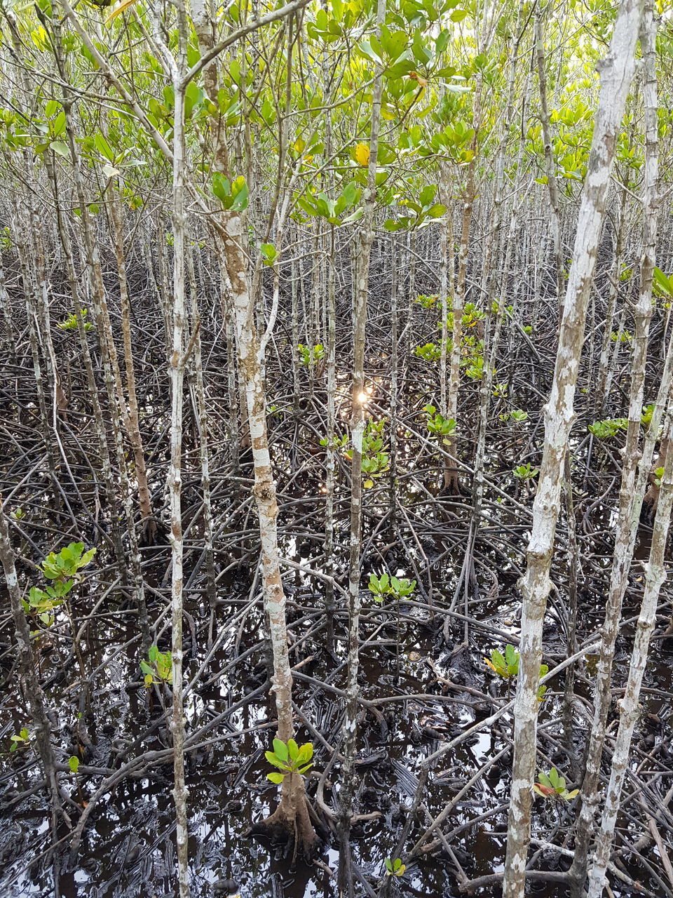 FULL FRAME SHOT OF TREE TRUNKS