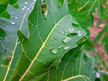 Close-up of raindrops on leaves