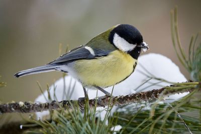 Close-up of bird perching on plant