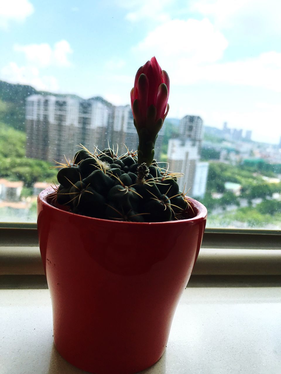 flower, red, freshness, potted plant, close-up, focus on foreground, growth, fragility, plant, flower head, petal, vase, single flower, sky, nature, indoors, leaf, beauty in nature, flower pot, table