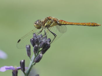 Close-up side view of dragonfly on plant
