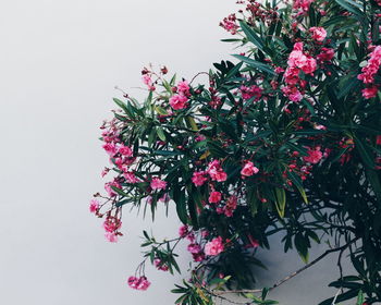 Close-up of pink flowers