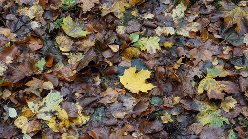 Full frame shot of yellow maple leaves