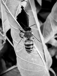 Close-up of insect on leaf