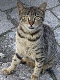 Portrait of tabby cat on footpath