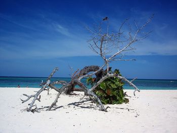 Close-up of tree on beach against sky