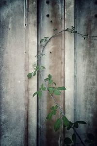 Close-up of ivy on wall