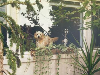 Portrait of dog in yard