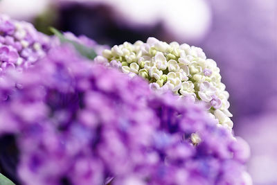 Close-up of purple flowering plant