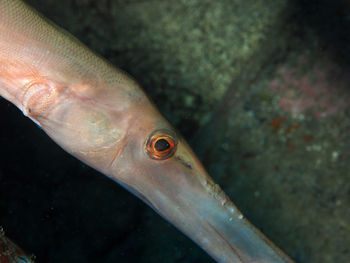 Close-up of fish swimming in sea