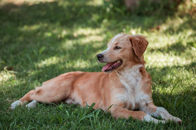 Dog sitting on grass