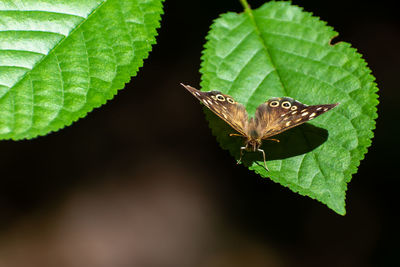 Close-up of butterfly on leaves