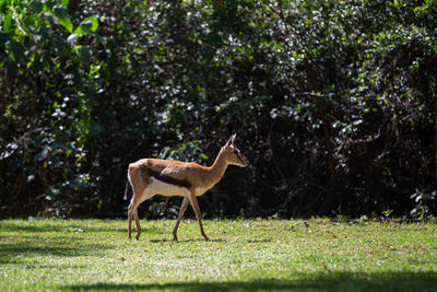 Side view of deer standing on land