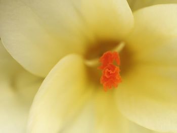 Close-up of yellow hibiscus blooming outdoors