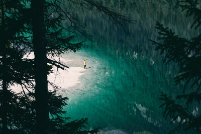 Scenic view of trees in forest