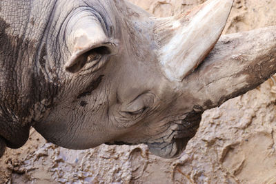 Close-up of horse statue