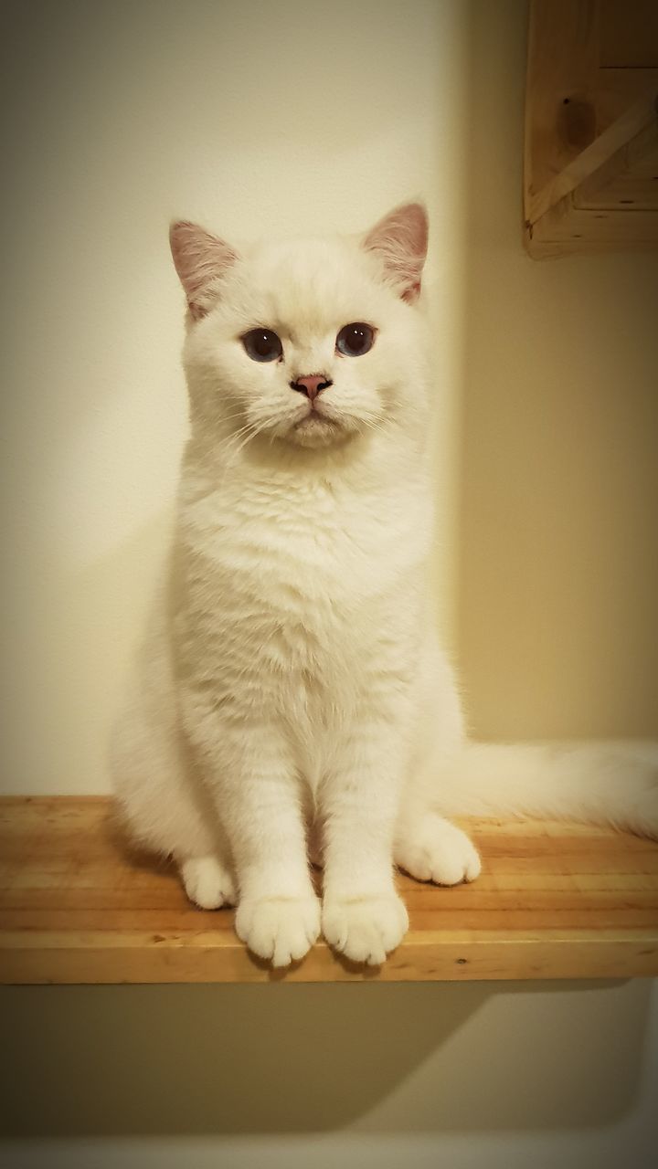 domestic, pets, domestic animals, mammal, cat, one animal, domestic cat, feline, vertebrate, indoors, sitting, portrait, no people, looking at camera, table, white color, close-up, whisker, animal eye