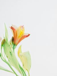 Close-up of day lily against white background