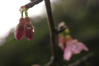 Close-up of pink flowers