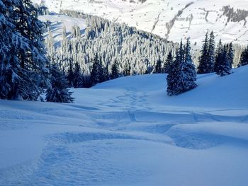 Snow covered pine trees on snowcapped mountain