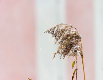 Close-up of plant against sky