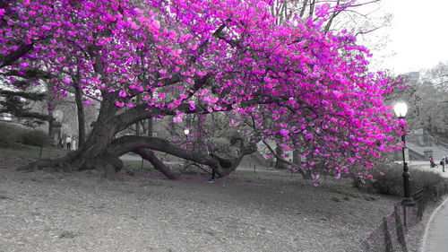 Purple flowers on tree