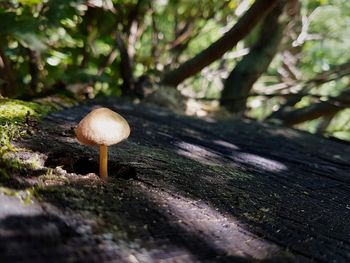 Close-up of mushroom growing on field