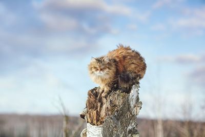 Cat on a tree