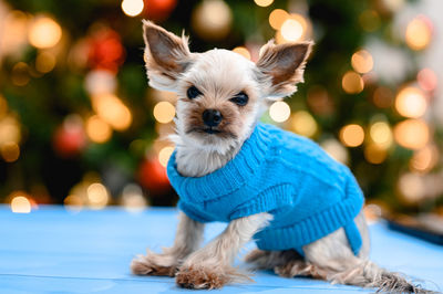 A small dog in a blue warm knitted sweater. colored bokeh. cute pet. clothing for animals
