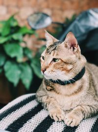 Close-up of cat resting on seat