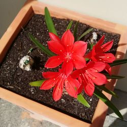 Close-up of flowers