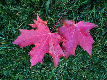 Close-up of maple leaves on field