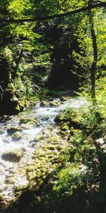 Scenic view of river amidst trees in forest