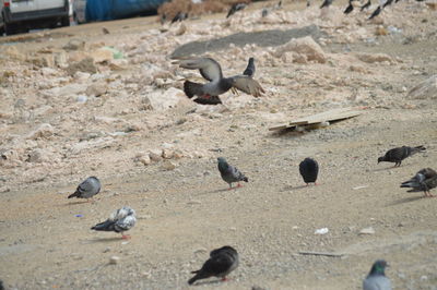 High angle view of pigeons