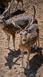 Deer standing on field