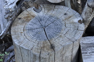 Close-up of tree stump in forest