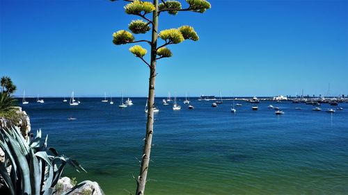 Scenic view of sea against clear blue sky