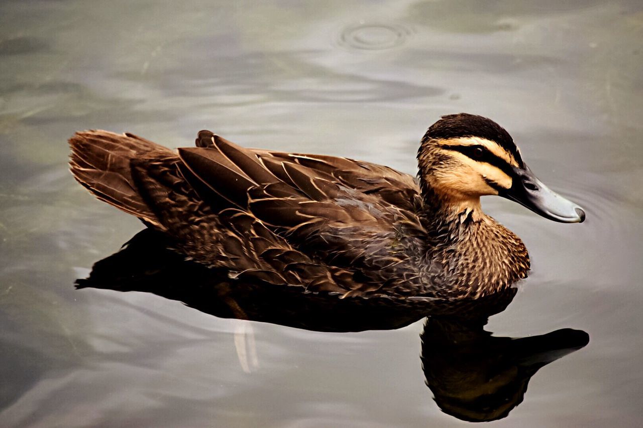 bird, animals in the wild, animal themes, swimming, lake, animal wildlife, water, water bird, no people, one animal, day, nature, outdoors, beauty in nature, greylag goose