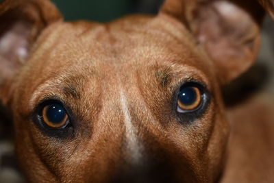 Close-up portrait of dog