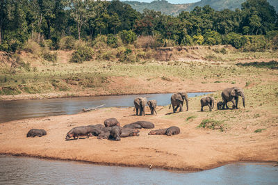 View of elephant drinking water from river
