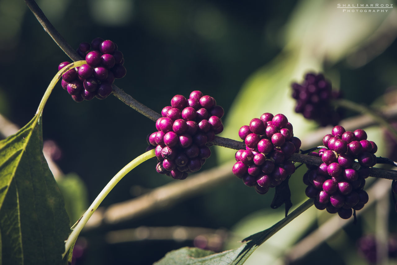 CLOSE-UP OF GRAPES GROWING IN FARM