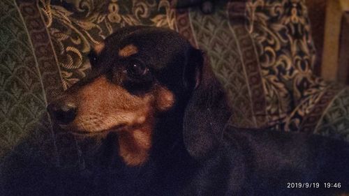 Close-up of a dog looking away