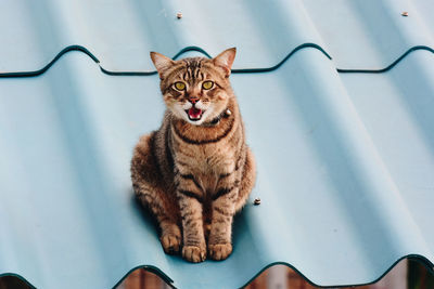 Portrait of cat sitting on floor