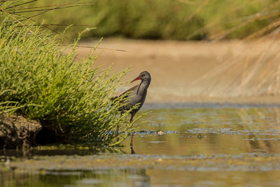 Bird perching on a lake