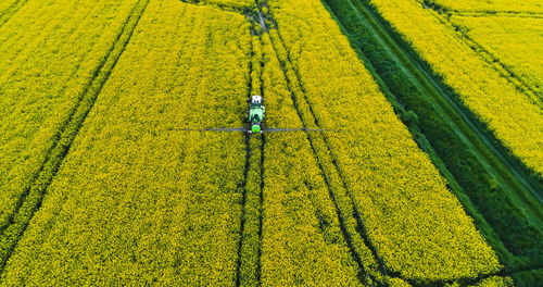 Scenic view of agricultural field