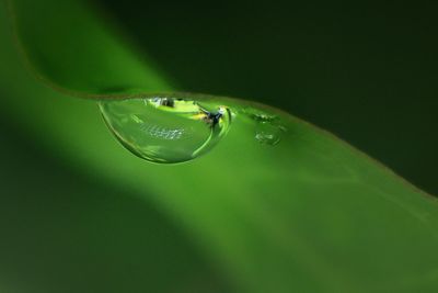 Close-up of raindrops on leaf