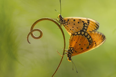 Close-up of butterflies on plant stem
