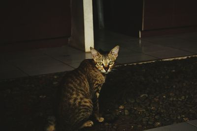 Portrait of cat sitting on floor