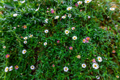 High angle view of flowering plants on field
